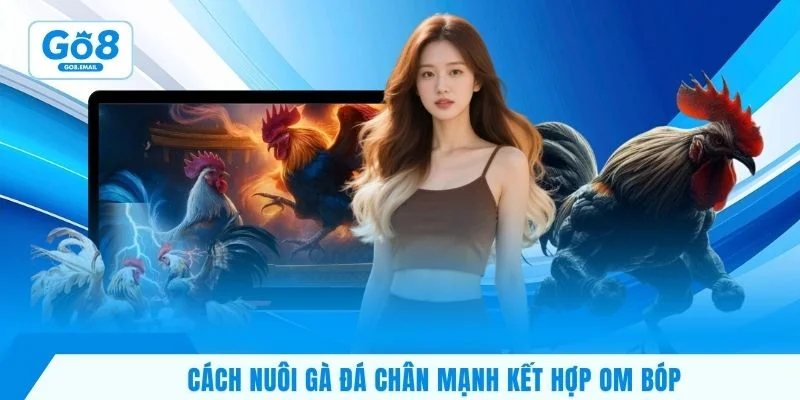 Cách nuôi gà đá chân mạnh kết hợp om bóp