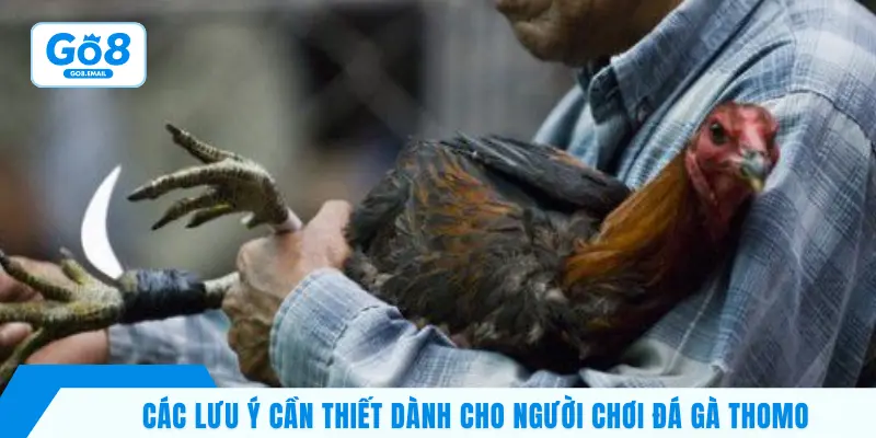 Kinh nghiệm chơi đá gà cựa dao được chuyên gia chia sẻ